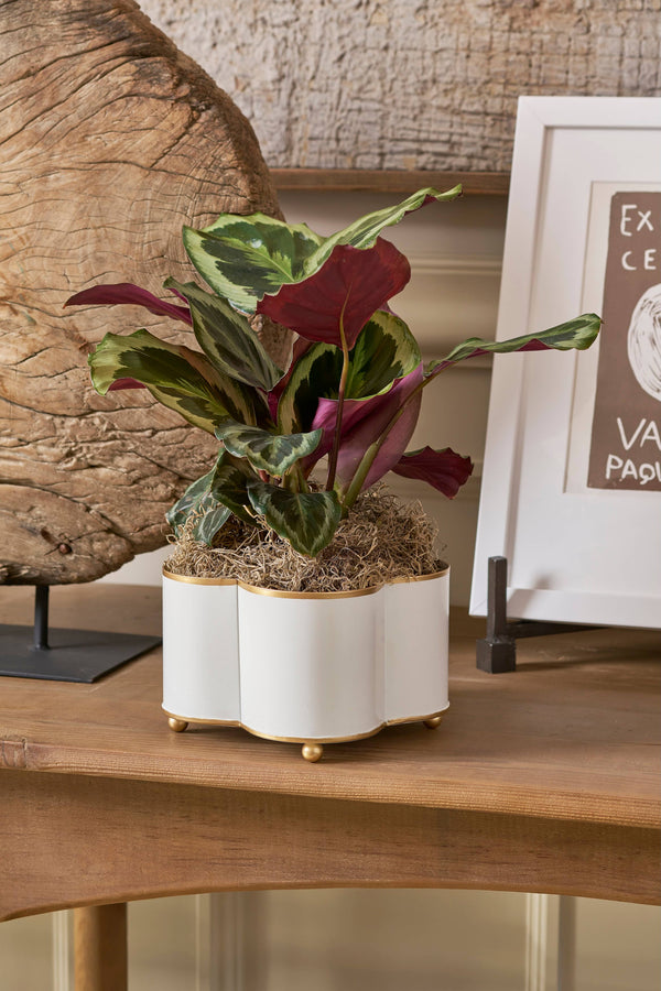 Mattie Quatrefoil Cachepot Planter